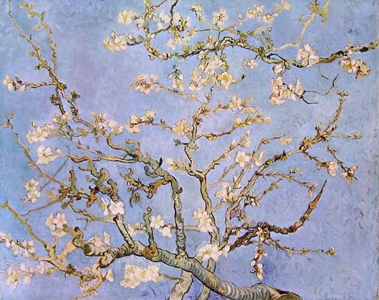 rami-di-mandorlo-in-fiore-769